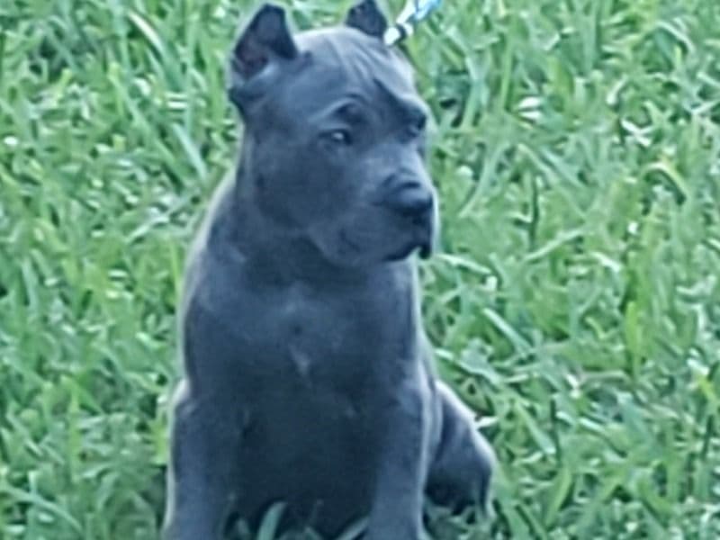 Bella primary photo
