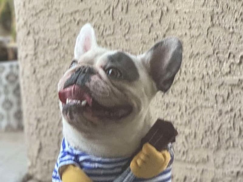 Yoda primary photo