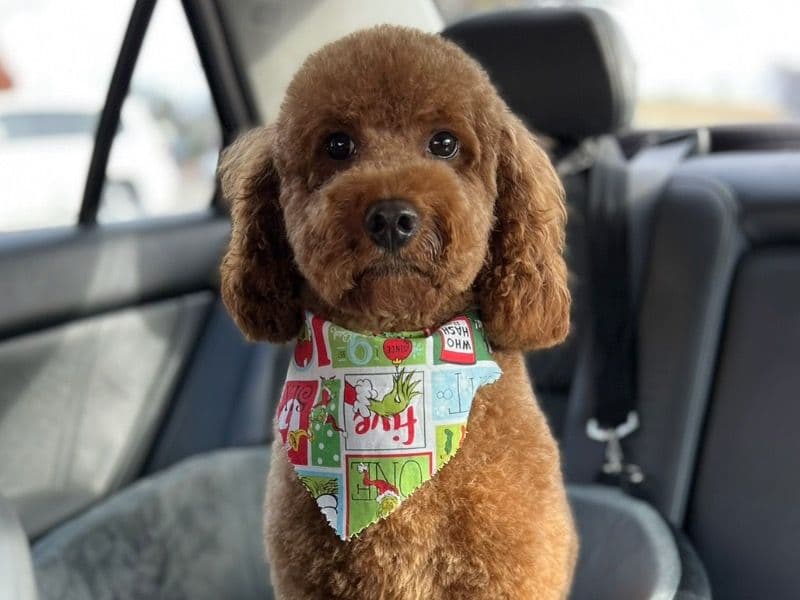 Teddy primary photo