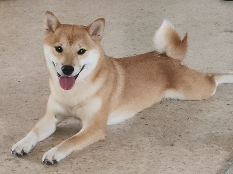 Nori primary photo