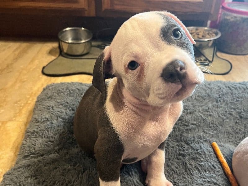 American Bully 3 months old male small named Male 1 for sale in Johnson County, Indiana | Petmeetly
