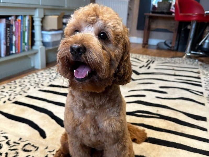 Toby primary photo