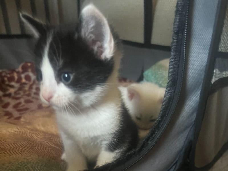 Loki primary photo