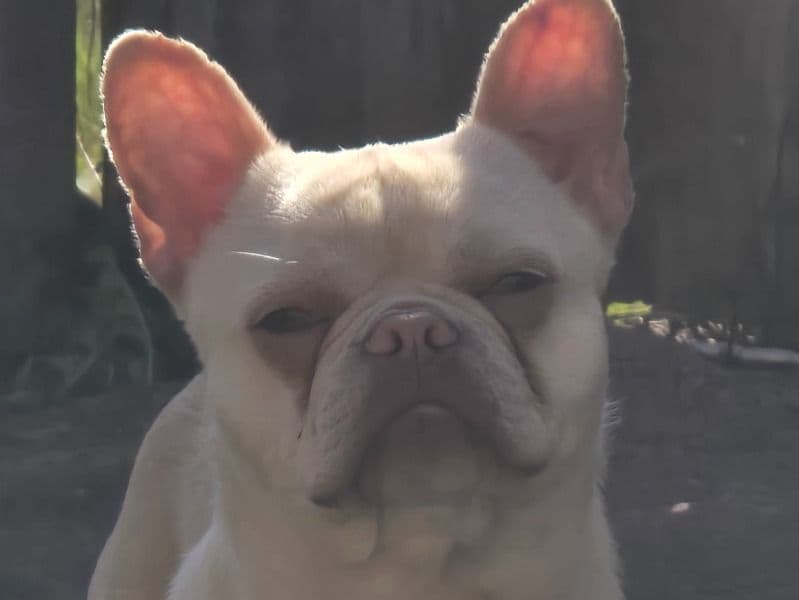Minnie primary photo