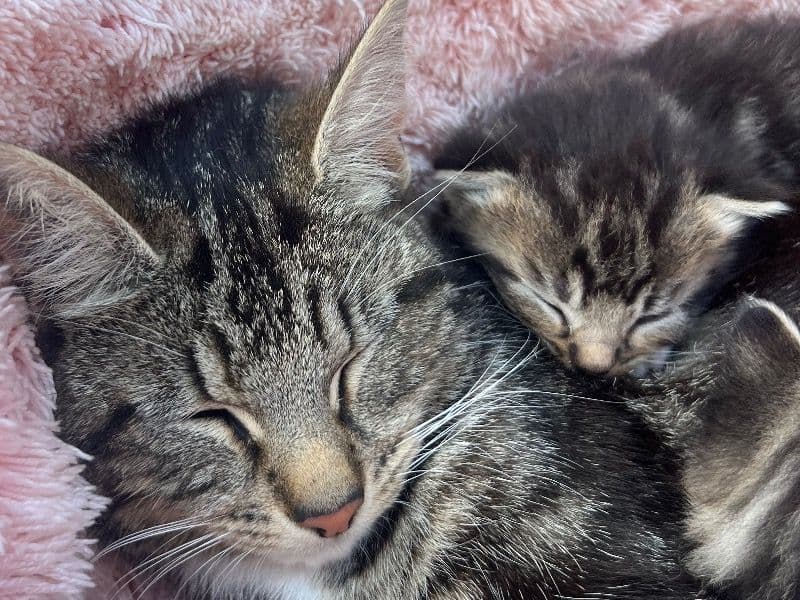 Baby Kittens primary photo