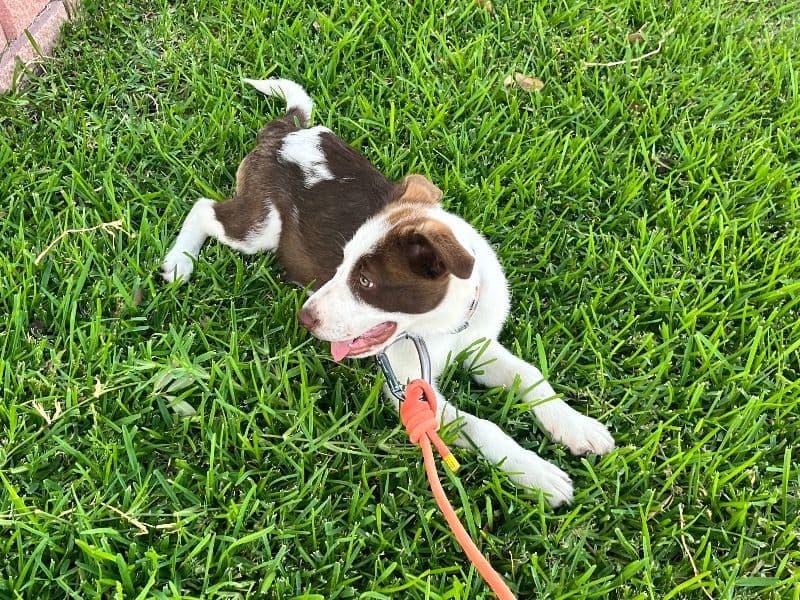 Koko primary photo