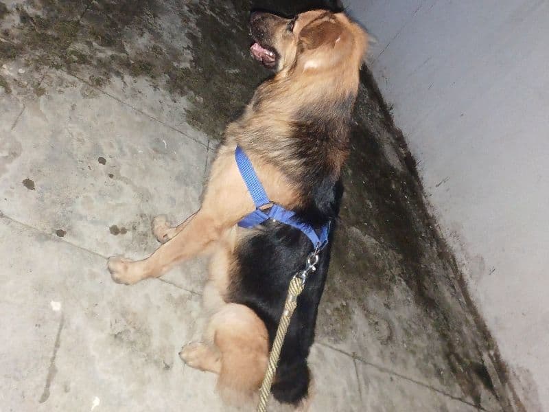 Black German Shepherd 2 years 6 months old male medium named Dhruva for breeding | Petmeetly