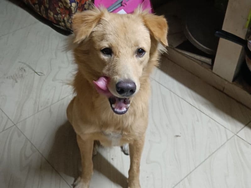 Golden Retriever 2 years 10 months old male medium named Dhumbu for breeding in Rajamahendravaram, Andhra Pradesh | Petmeetly