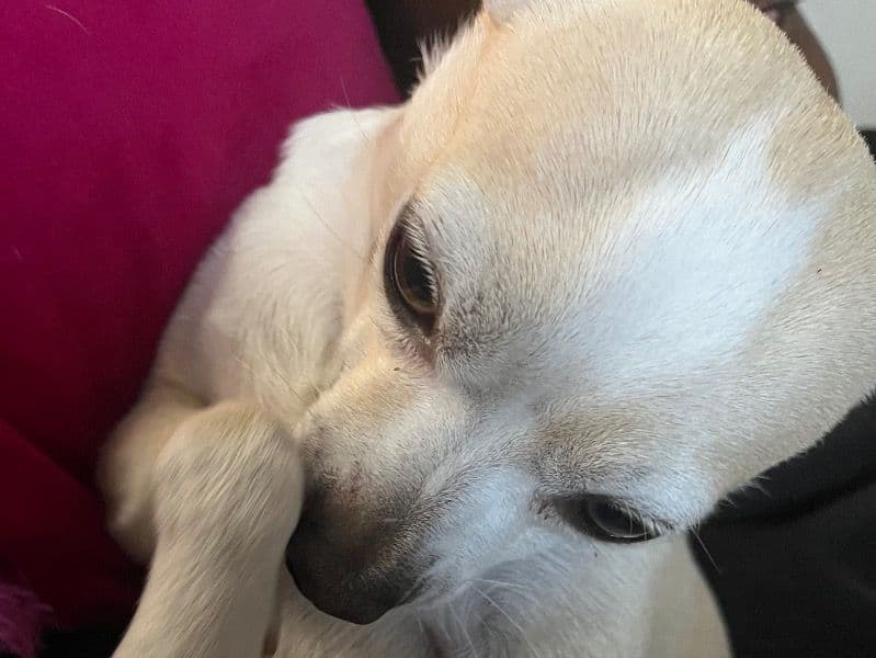 Chihuahua 7 years 4 months old male small named Max for sale in Maricopa County, Arizona | Petmeetly