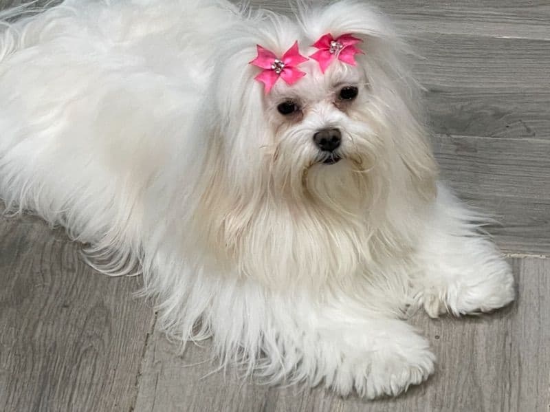 Gigi primary photo