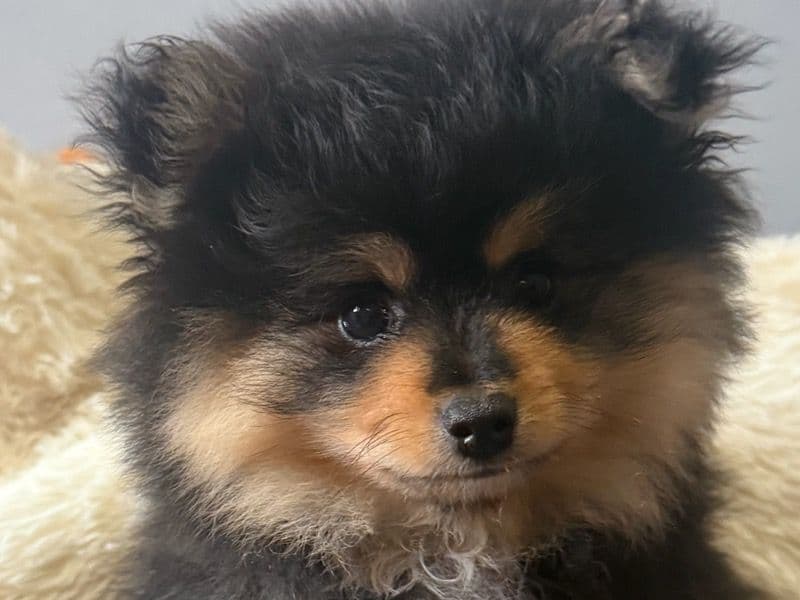 Pomerania primary photo