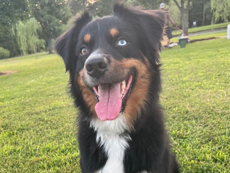 Toby primary photo