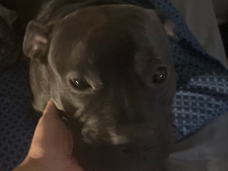 American Bully 3 years 1 month old female large named Luna for sale in Jefferson County, Kentucky | Petmeetly