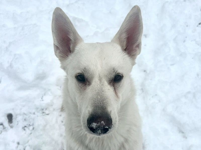 White German Shepherd 2 years 5 months old male large named Johnny for adoption in Calcasieu Parish, Louisiana | Petmeetly