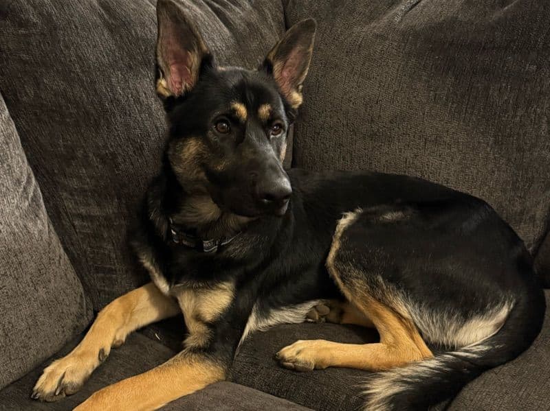 Sarge primary photo