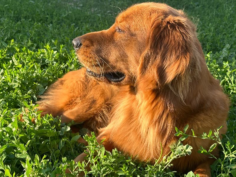 Golden Retriever 4 years 6 months old male large named Jack for breeding in St. Lucie County, Florida | Petmeetly