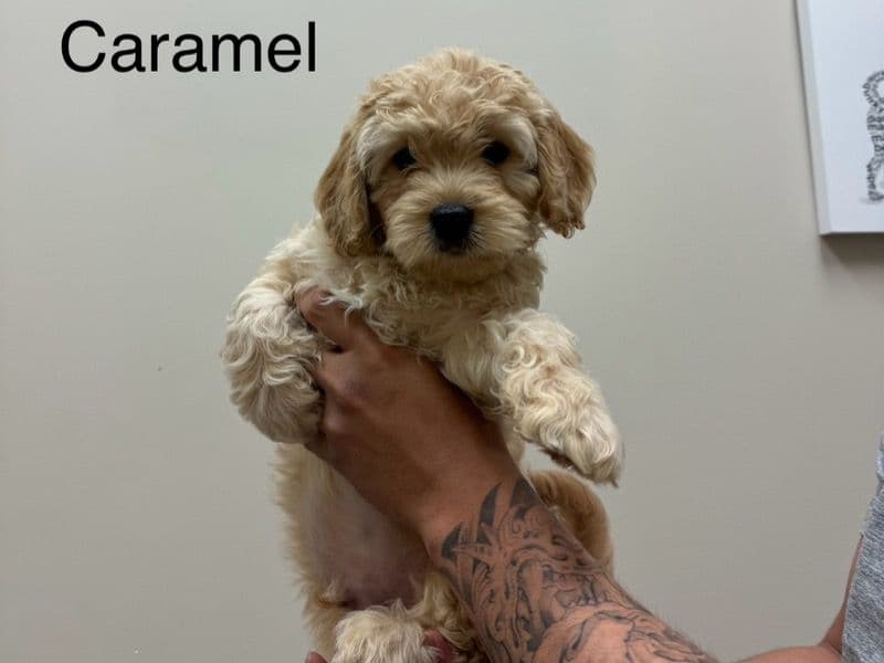 Shih Tzu / Bichon / Cocker Spaniel / Poodle Hypoallergenic primary photo