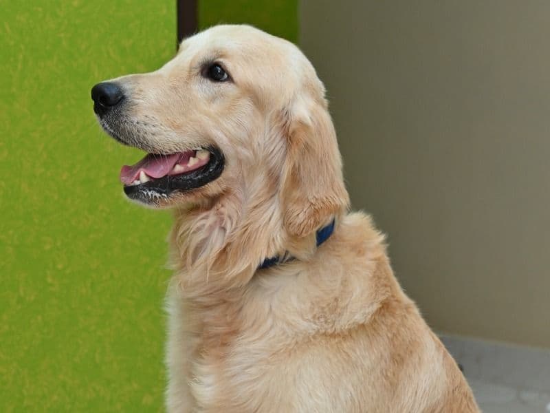 Cooper primary photo