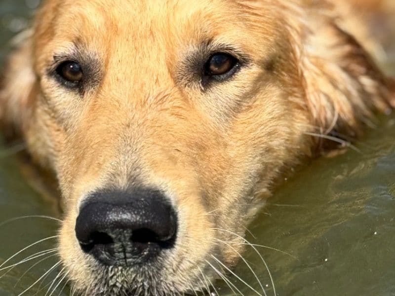 Golden Retriever 2 years 6 months old male medium named Leo for breeding in Muscatine County, Iowa | Petmeetly