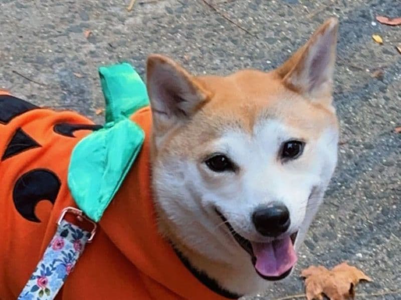 Vulpix primary photo