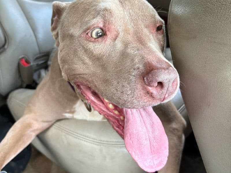 American PitBull Terrier 3 years 2 months old female large named Macy for adoption in Chesterfield County, Virginia | Petmeetly