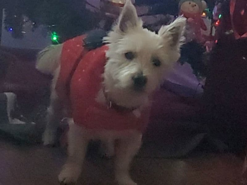 El Gizmo primary photo