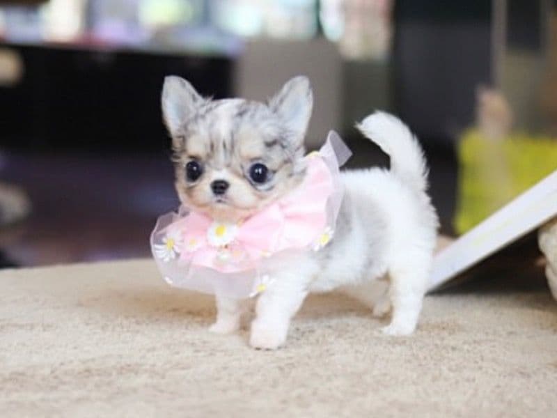 Chihuahua 3 months old female small named Lizzy for sale in St. Johns County, Florida | Petmeetly