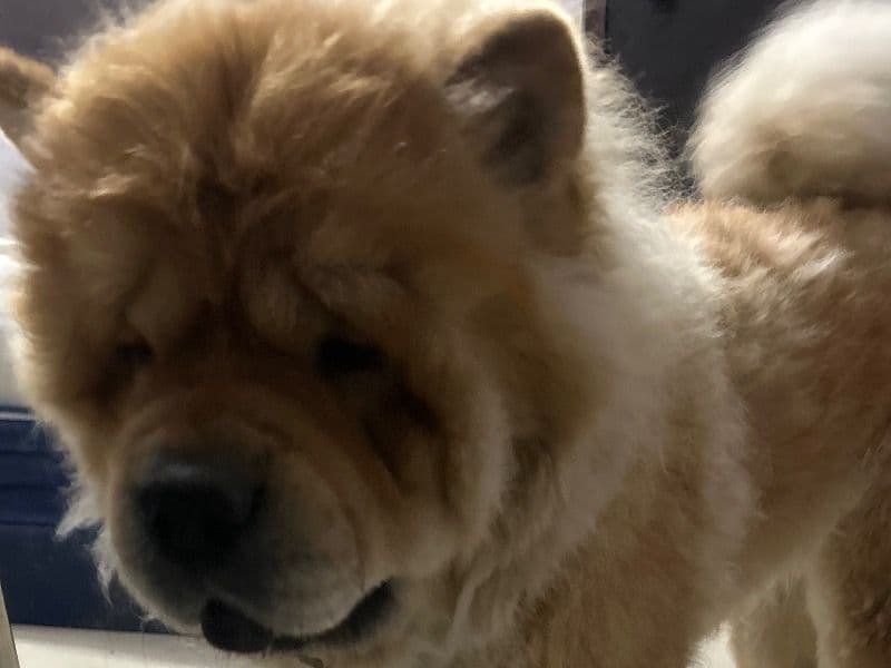 Simba primary photo