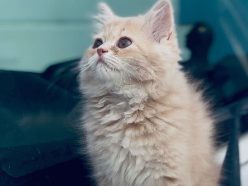 Bella primary photo