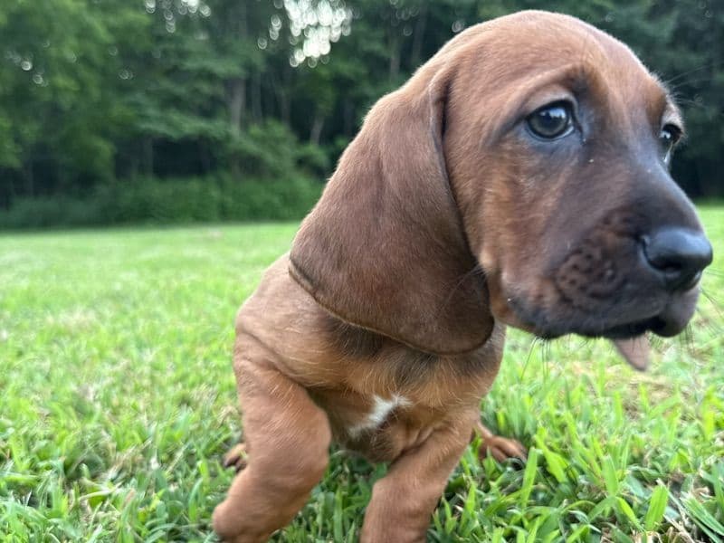 Ruby primary photo