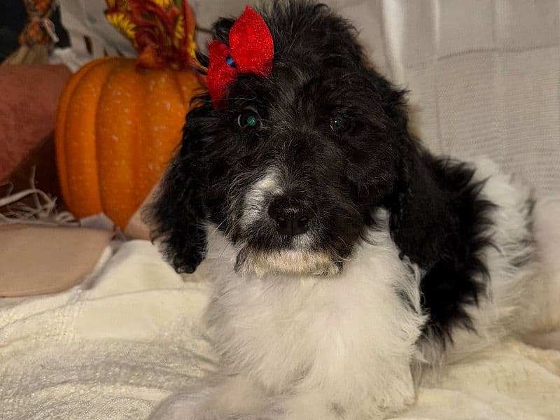 Labradoodle 3 months old female large named Zulu for sale in Webster Parish, Louisiana | Petmeetly