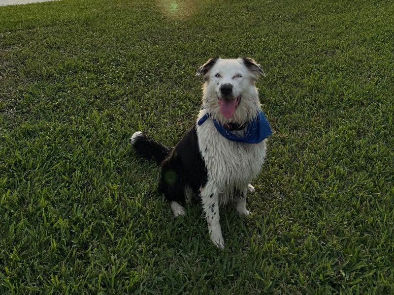 Oreo primary photo