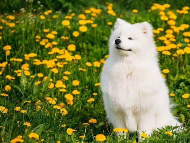 Affenhuahua 10 months old female small named Daisy for sale | Petmeetly