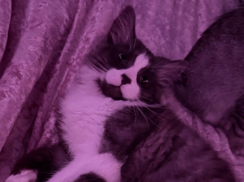 Snowshoe 5 months old male named Mike Tyson for adoption in Wayne County, Michigan | Petmeetly