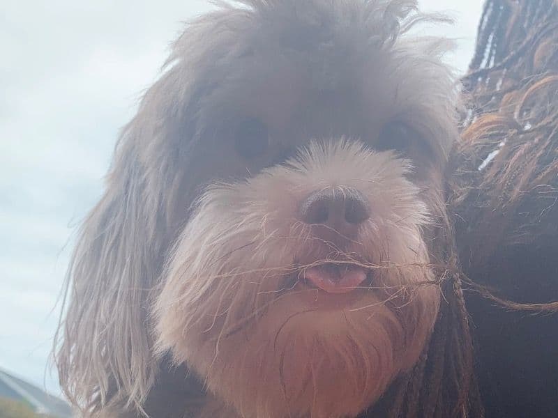 Maltipoo 3 years 5 months old male small named Chip for sale in Douglas County, Georgia | Petmeetly