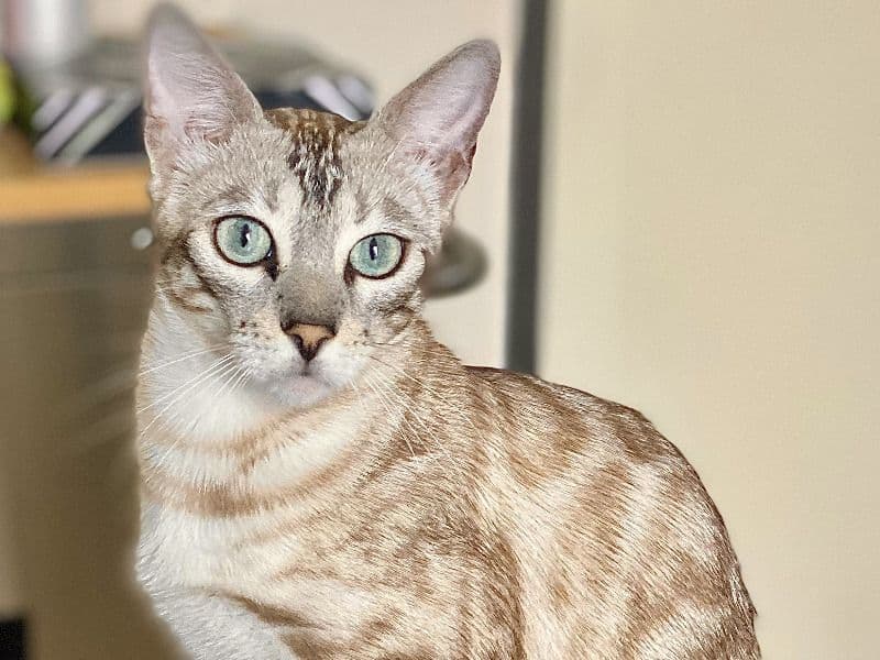 Bengal 2 years 1 month old female named Maya for breeding in Los Angeles County, California | Petmeetly