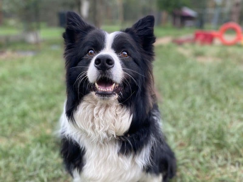 Border Collie 7 years 10 months old male medium named Scout for adoption in Calhoun County, Florida | Petmeetly