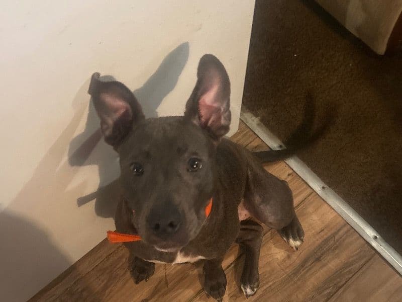 American PitBull Terrier 9 months old female medium named Bella for adoption in Escambia County, Florida | Petmeetly