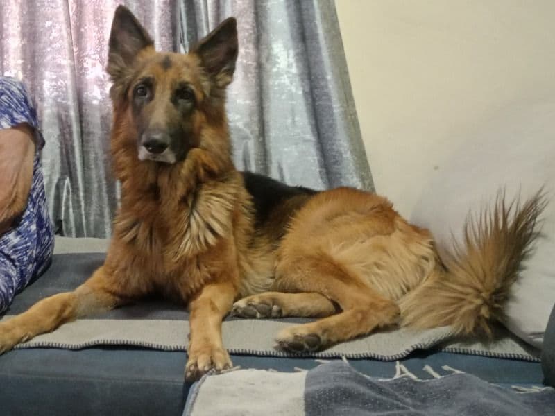 Black German Shepherd 5 years old male large named Dan for breeding in Pune Division, Maharashtra | Petmeetly