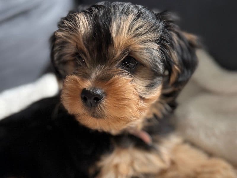 Teacup Yorkshire Terrier 7 months old female small named Pebbles for sale in Gwinnett County, Georgia | Petmeetly