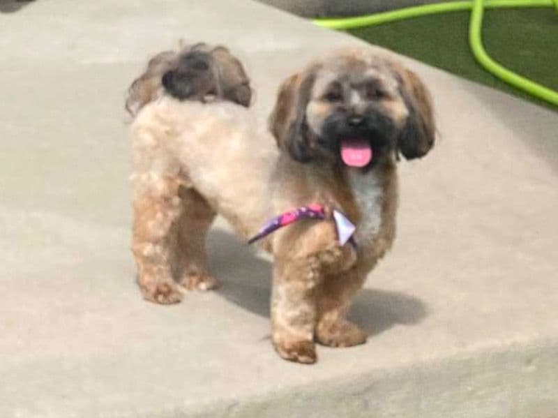 Remi primary photo