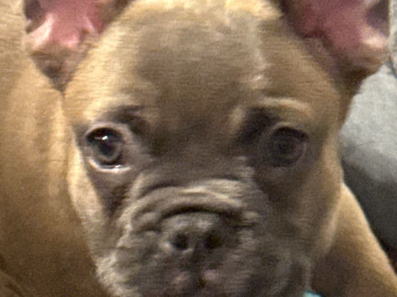 Lola primary photo