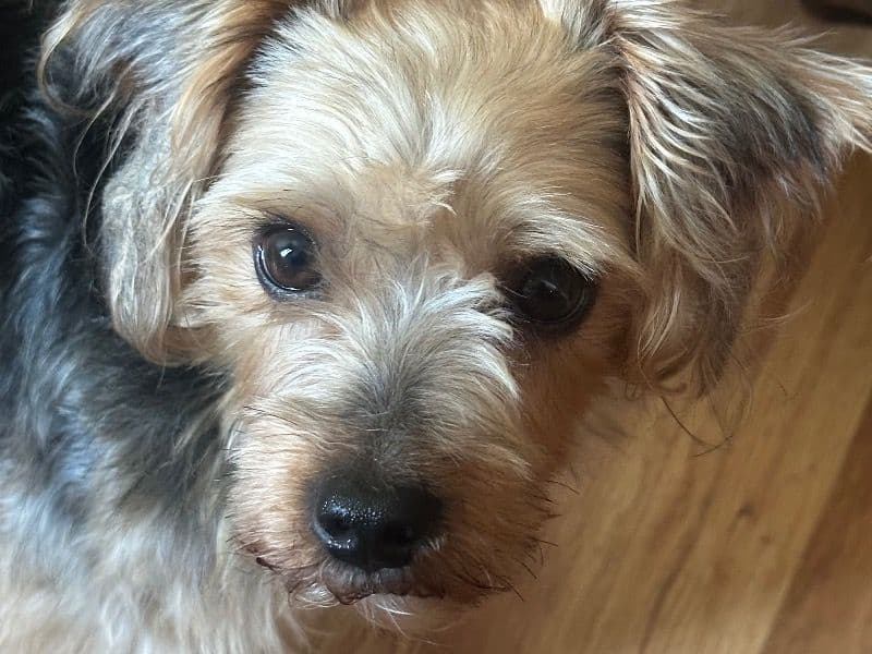 Yorkshire Terrier 3 years 3 months old male small named Lucky for adoption in Jefferson County, Kentucky | Petmeetly