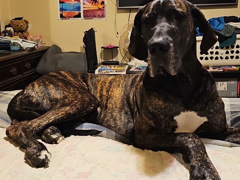 Zeus primary photo