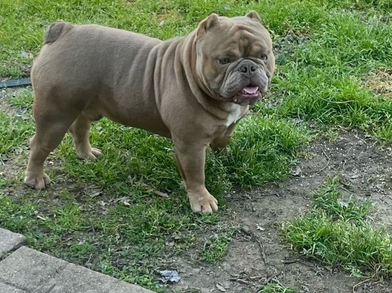 American Bully 1 year 9 months old male small named Pluto for sale in Berkeley County, South Carolina | Petmeetly