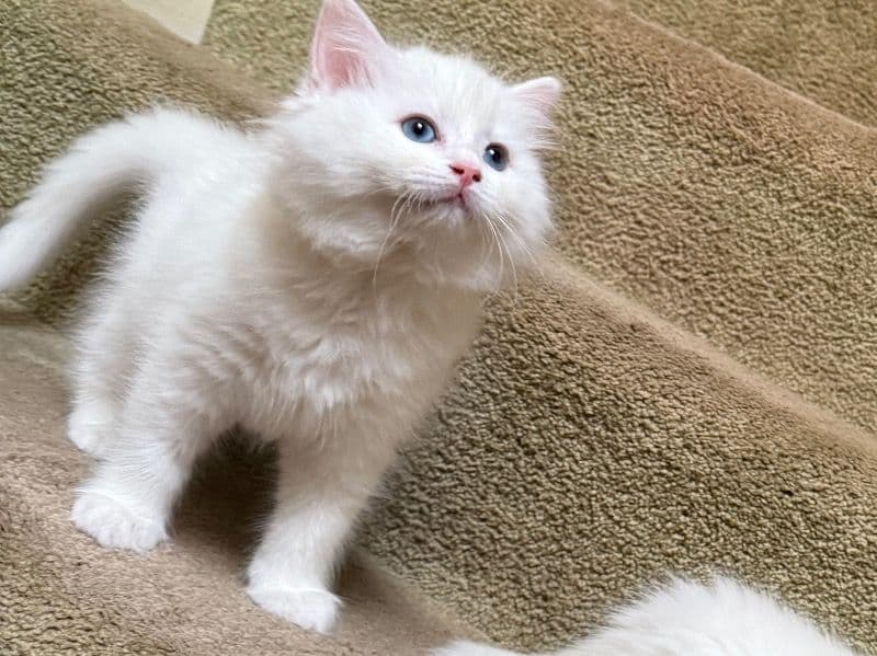 Ragdoll Kitten 1 primary photo