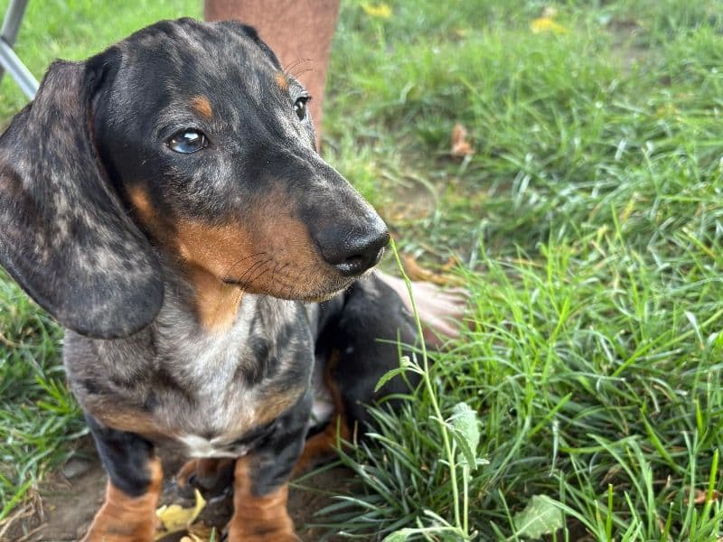 Dachshund 6 months old male small named Monster for sale in San Diego County, California | Petmeetly