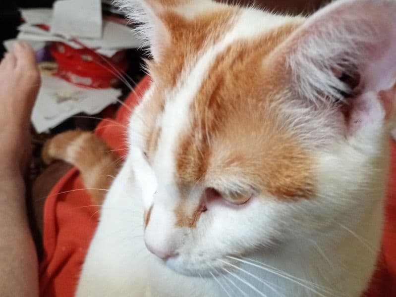 Pip primary photo