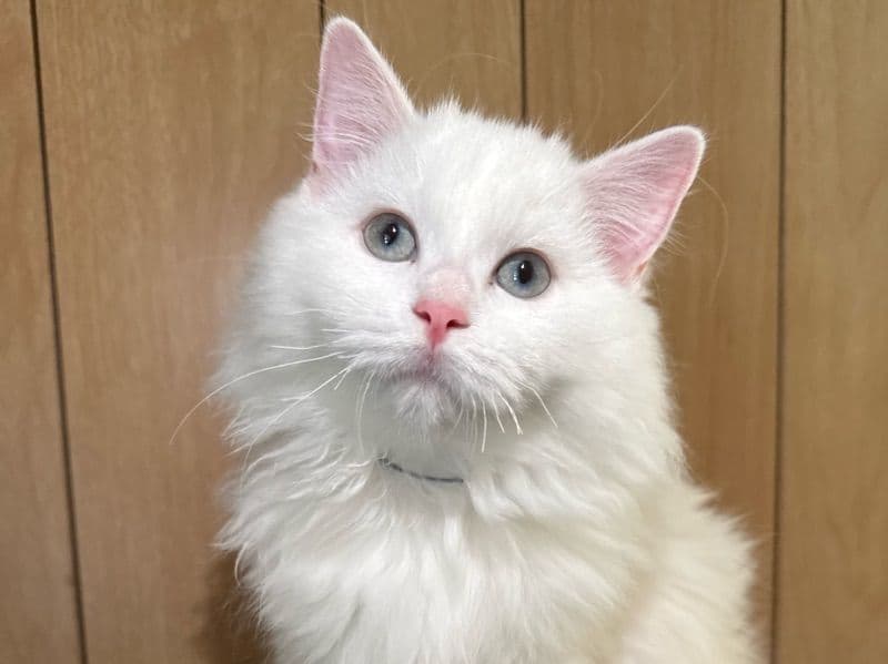 Ragdoll 4 months old female named Kitten 6 for sale in Allegheny County, Pennsylvania | Petmeetly