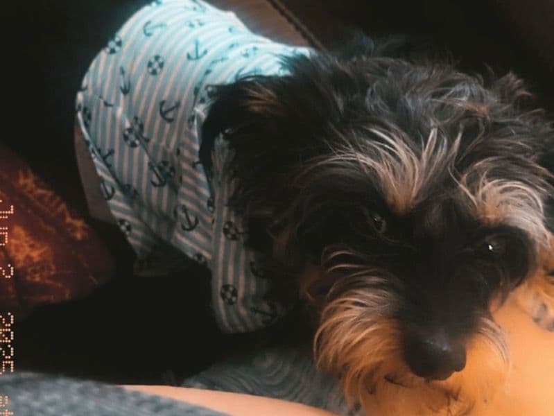 Mylo primary photo